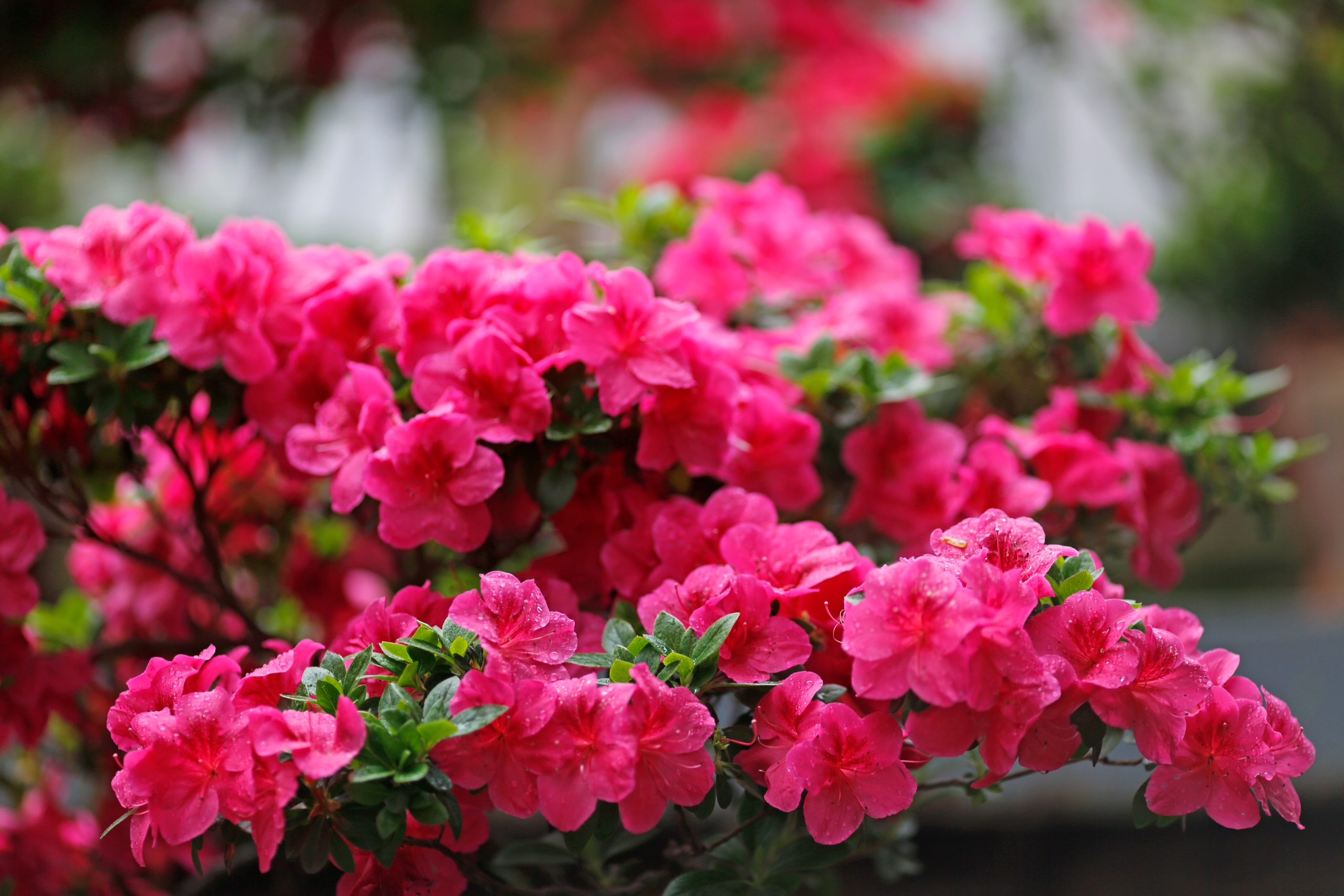 Ботанический сад Петра Великого сделает каникулы ботаническими3