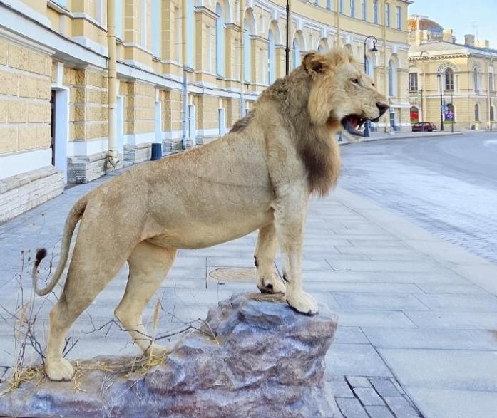 Зоологический музей получил в дар «Африканскую коллекцию»