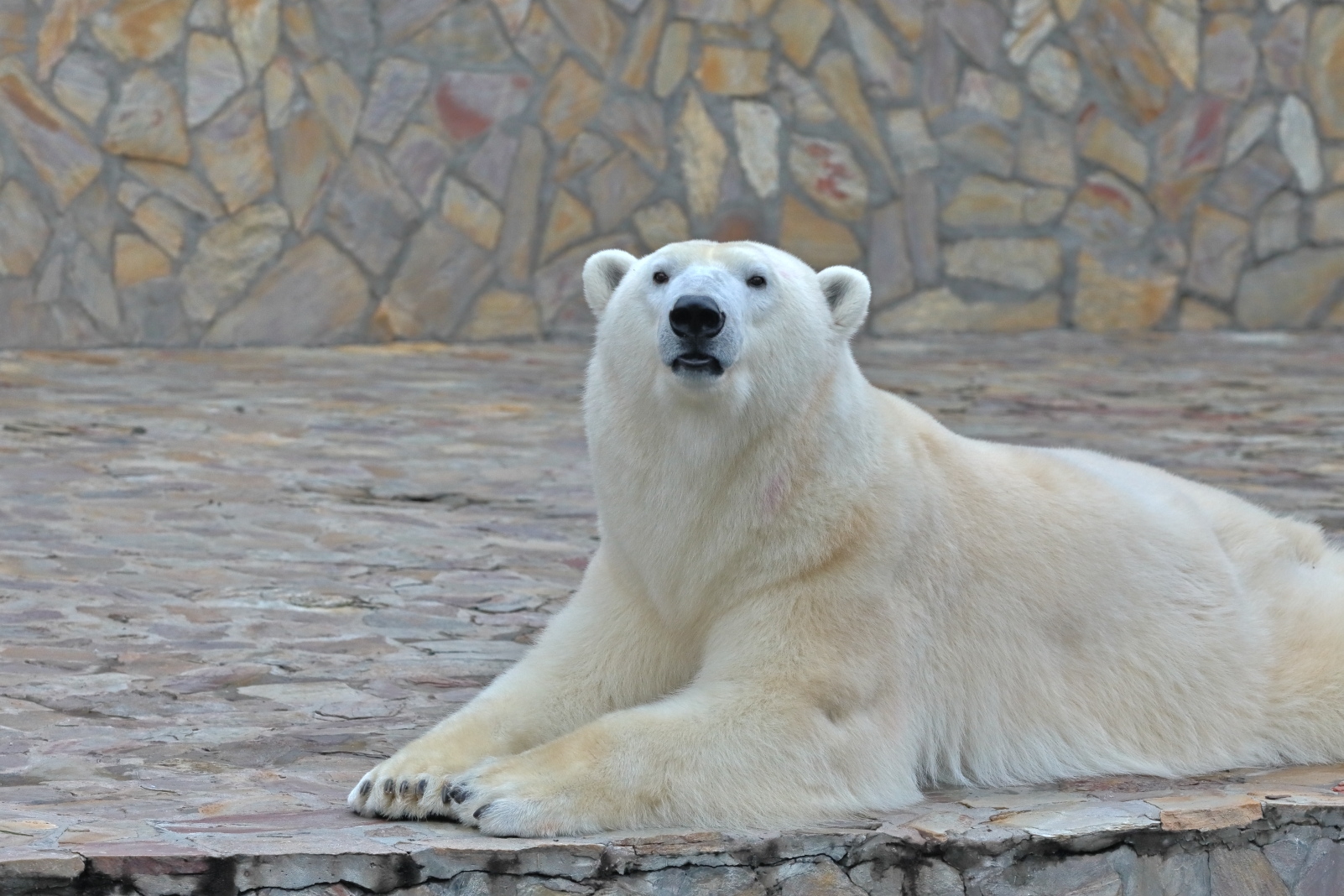 Медведица Хаарчаана отпразднует день рождения