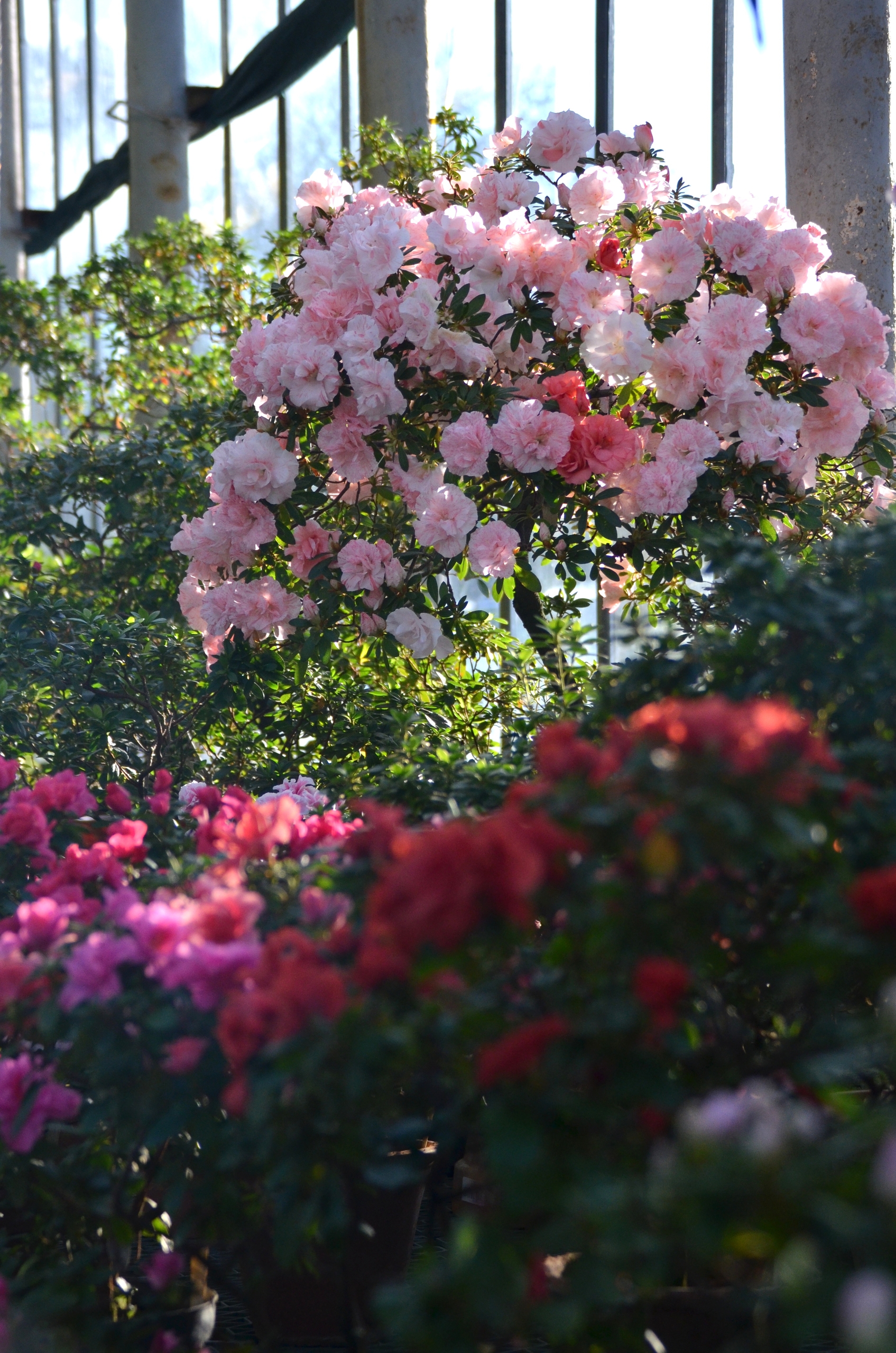 «Оттепель чувств» в Ботаническом саду достигнут «Сиреневой терапией» 5