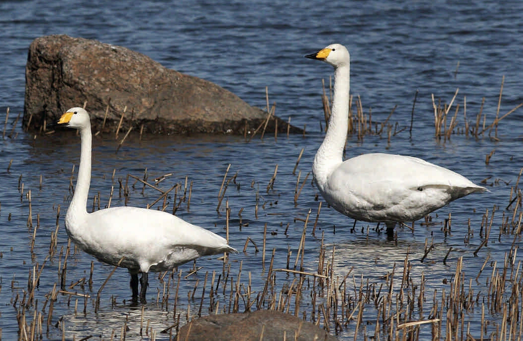 Президентская библиотека познакомит с крылатыми жителями Петербурга 1