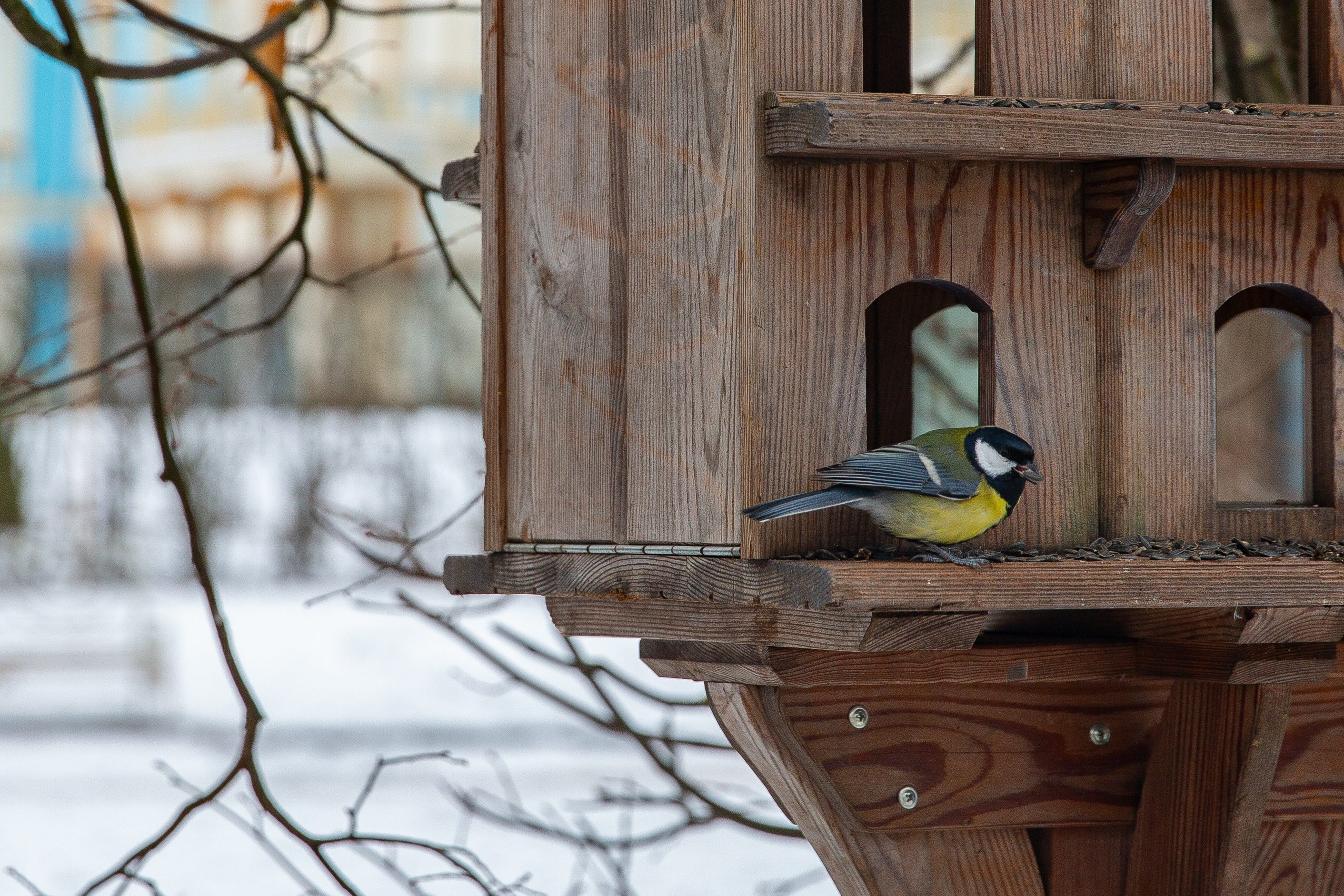 В царскосельских парках открылись «птичьи столовые»4