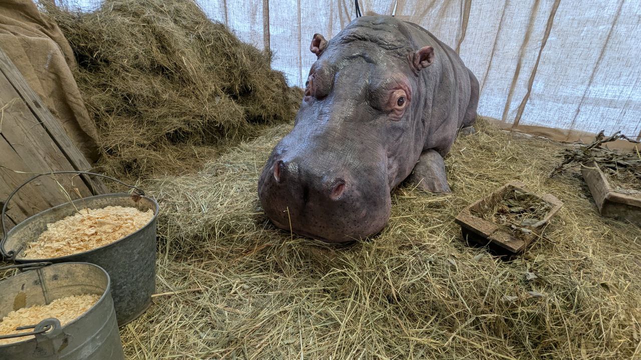 Архивисты и кинематографисты раскрывают историю блокадного Зоосада