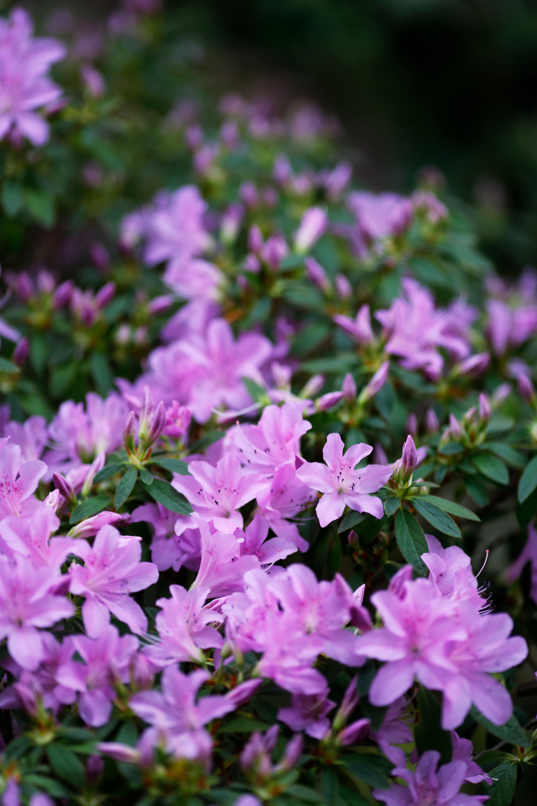 Ботанический сад Петра Великого сделает каникулы ботаническими5