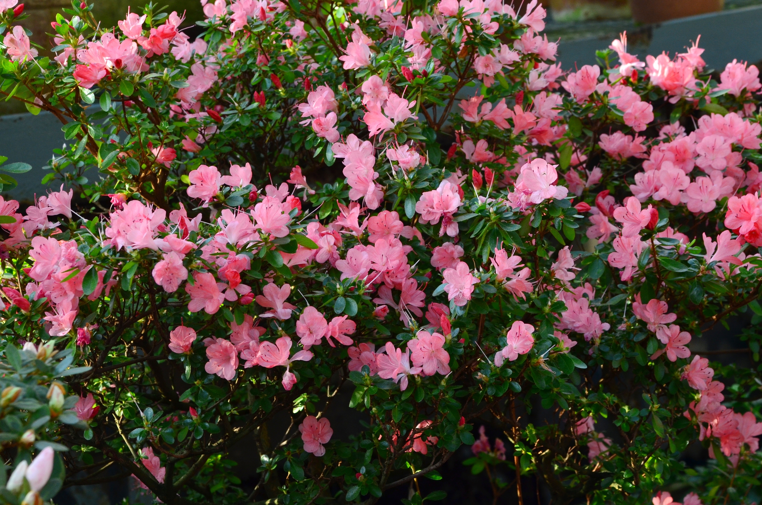 «Оттепель чувств» в Ботаническом саду достигнут «Сиреневой терапией» 6