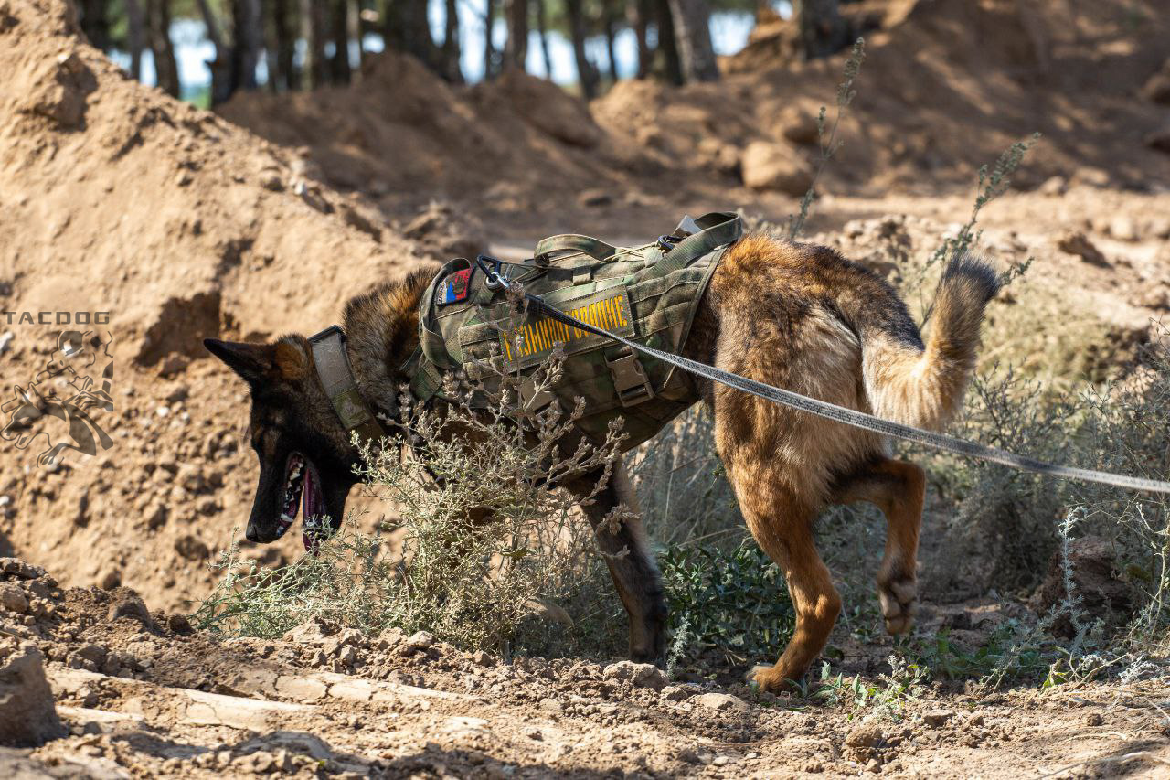 В Музее политической истории России откроется выставка «Хвостатые герои на фронте и в тылу»