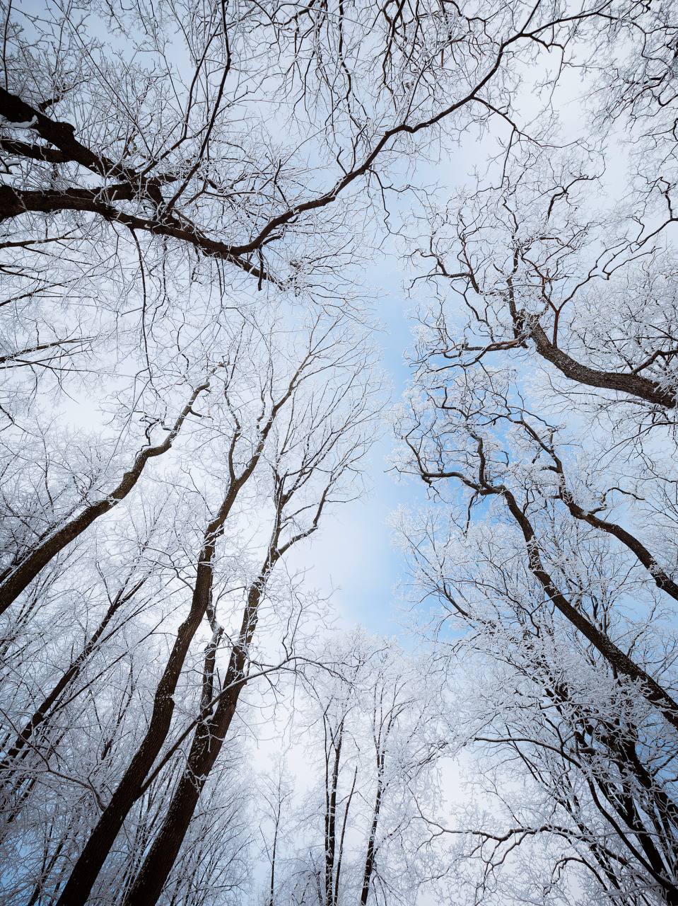 «сНежное сердце» забьётся в медиацентре «Культура Петербурга» 3