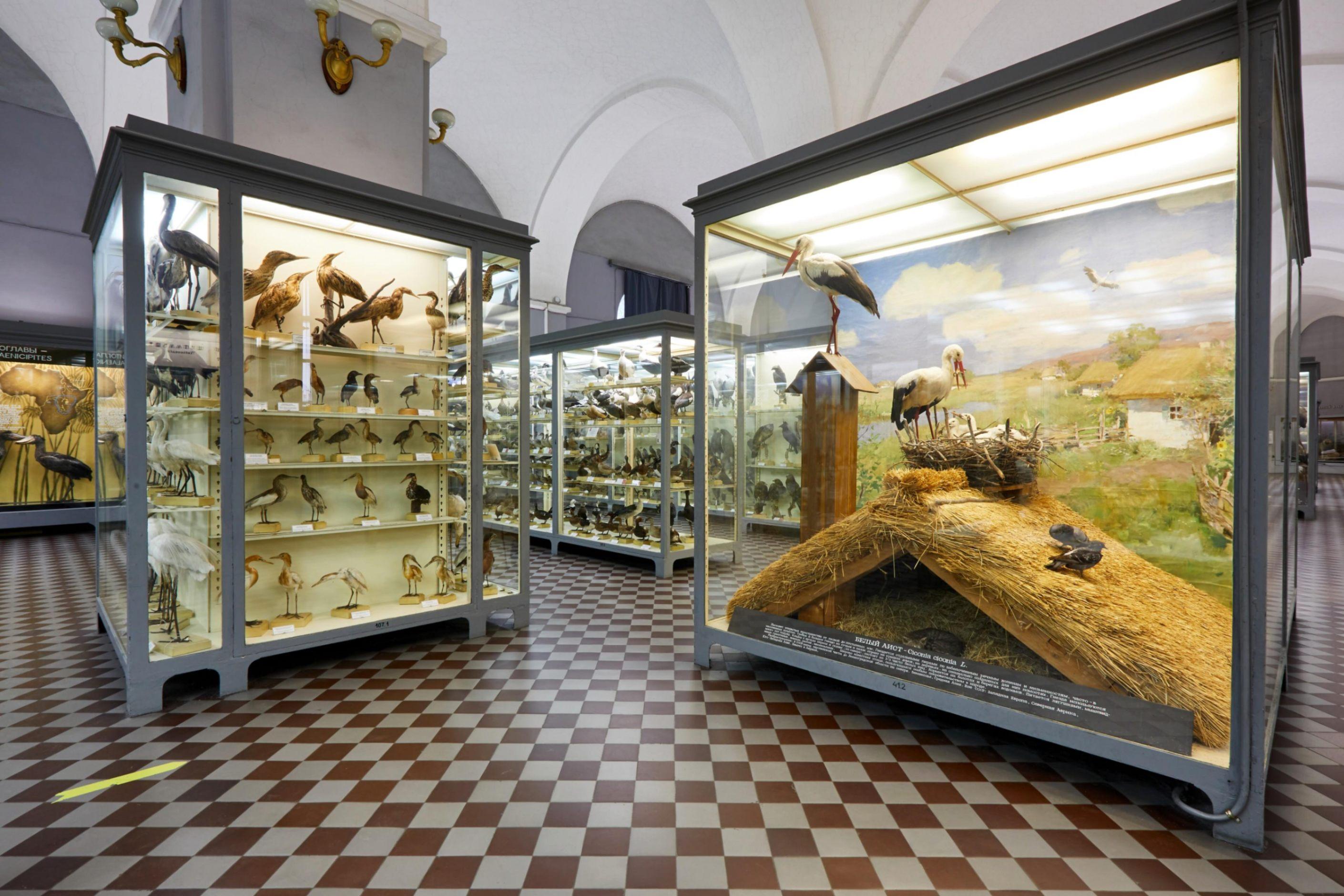 Архив ЗИН РАН