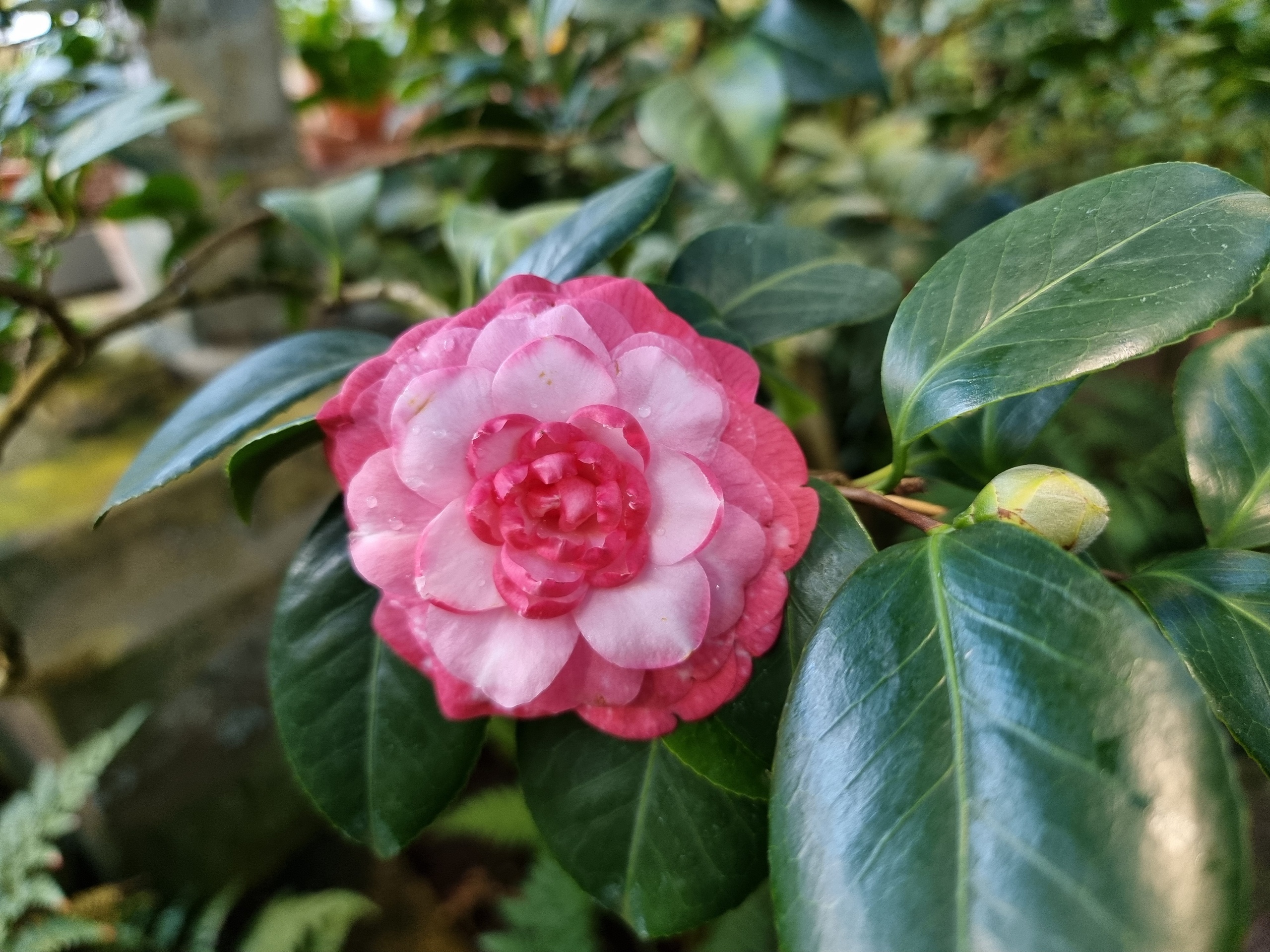 «Оттепель чувств» в Ботаническом саду подарит весну 1