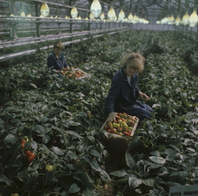 В Библиотеке Друзей откроется выставка, посвящённая Средней Рогатке 1