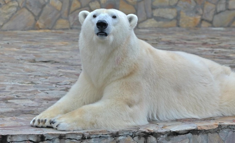 Медведица Хаарчаана отпразднует день рождения