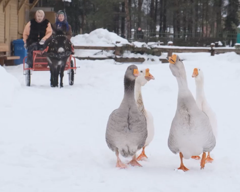 Правообладатель фото и видео: Пресс-служба Музея-заповедника «Гатчина». 