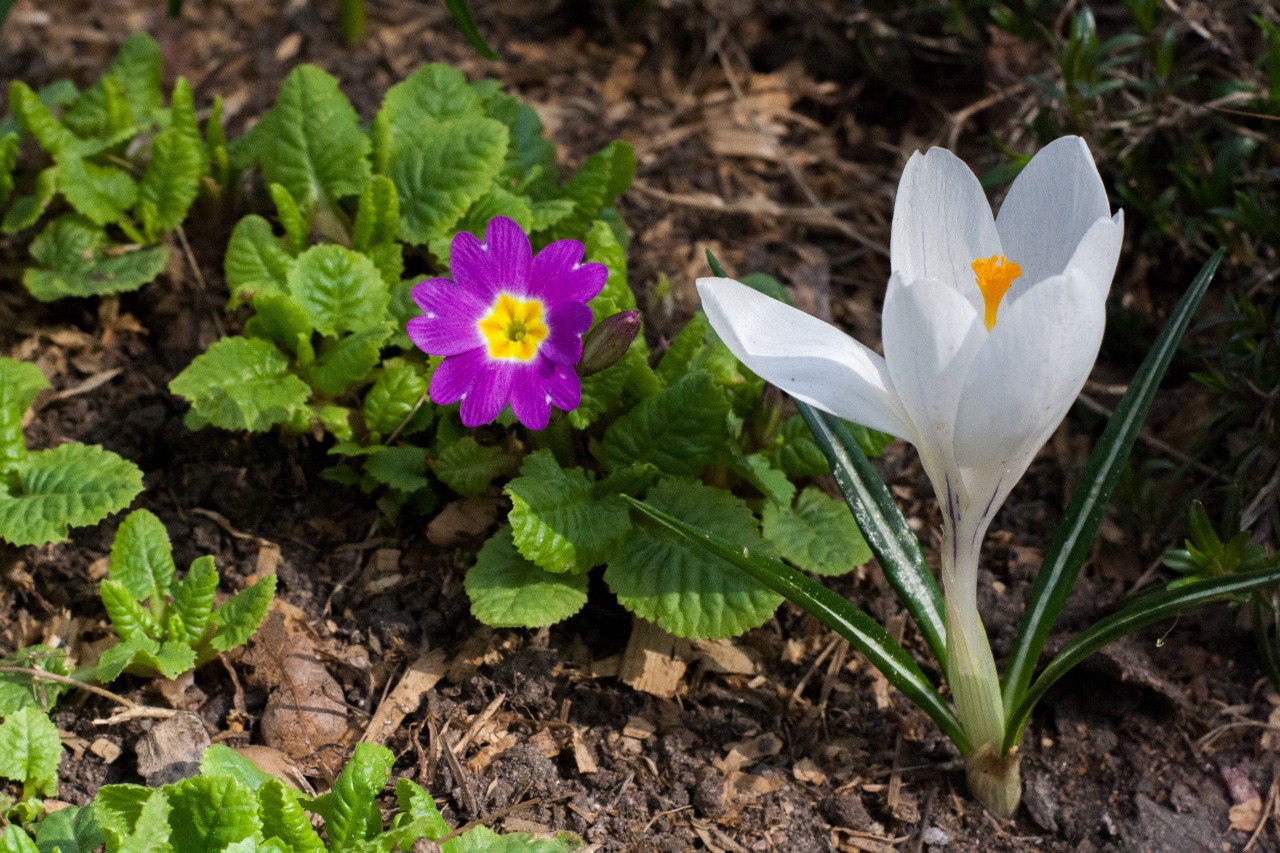 Скульптуры Летнего сада освободят из деревянных футляров2