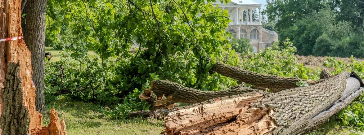 Обложка: «Царское Село» ликвидирует последствия урагана