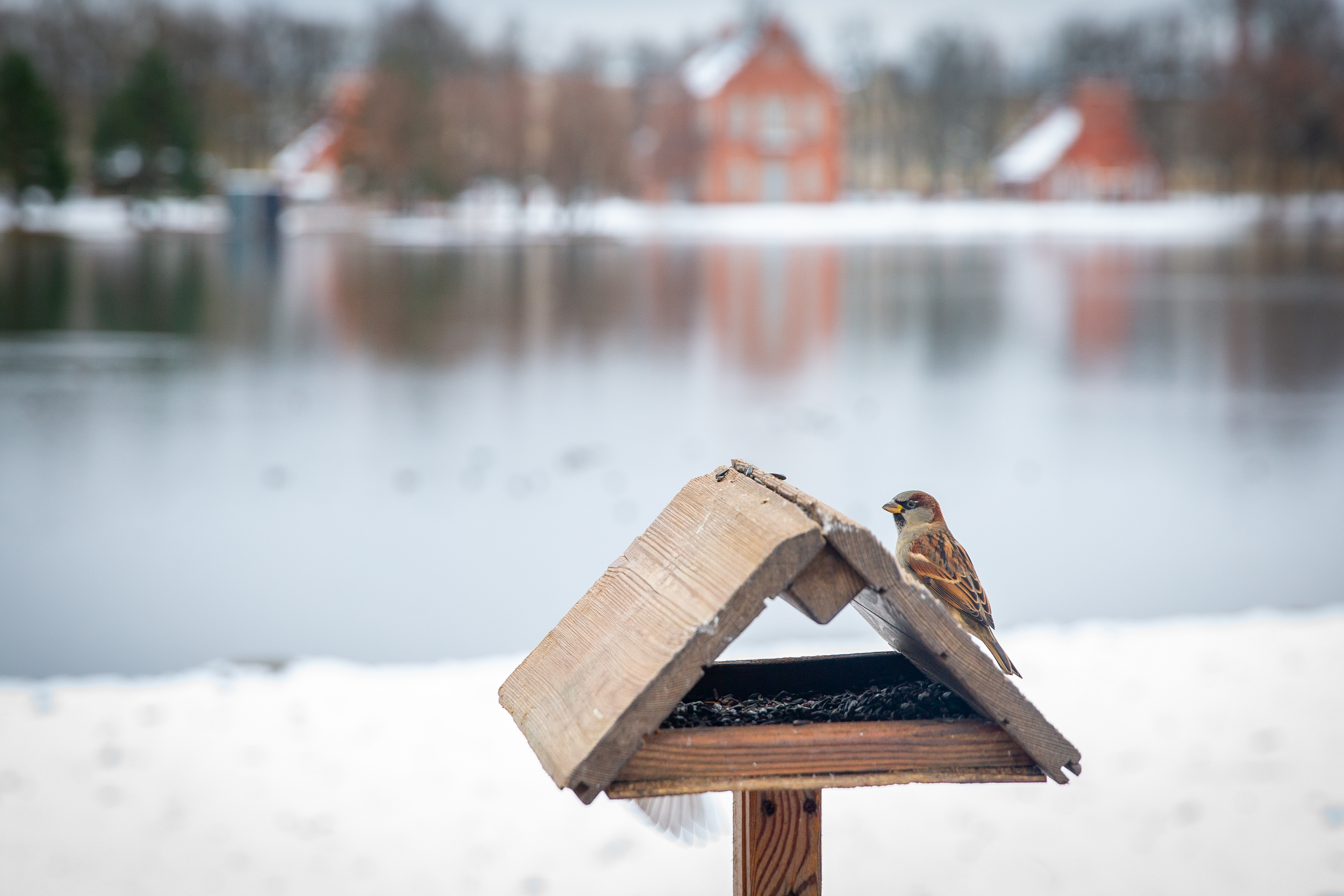 В царскосельских парках открылись «птичьи столовые»3