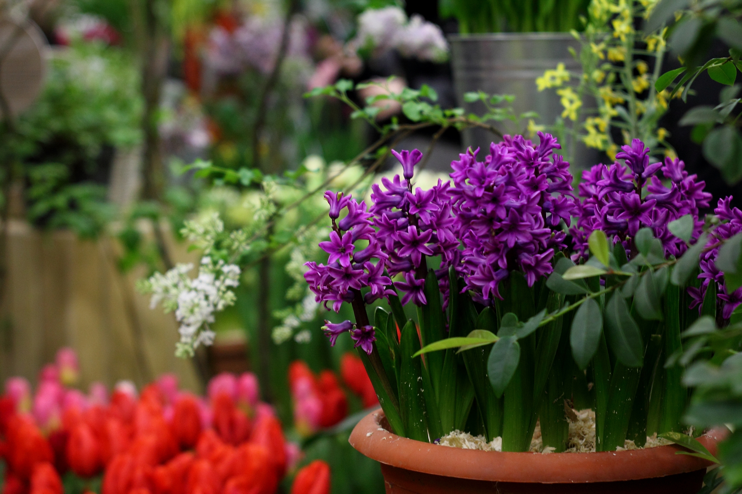 «Оттепель чувств» в Ботаническом саду достигнут «Сиреневой терапией» 4