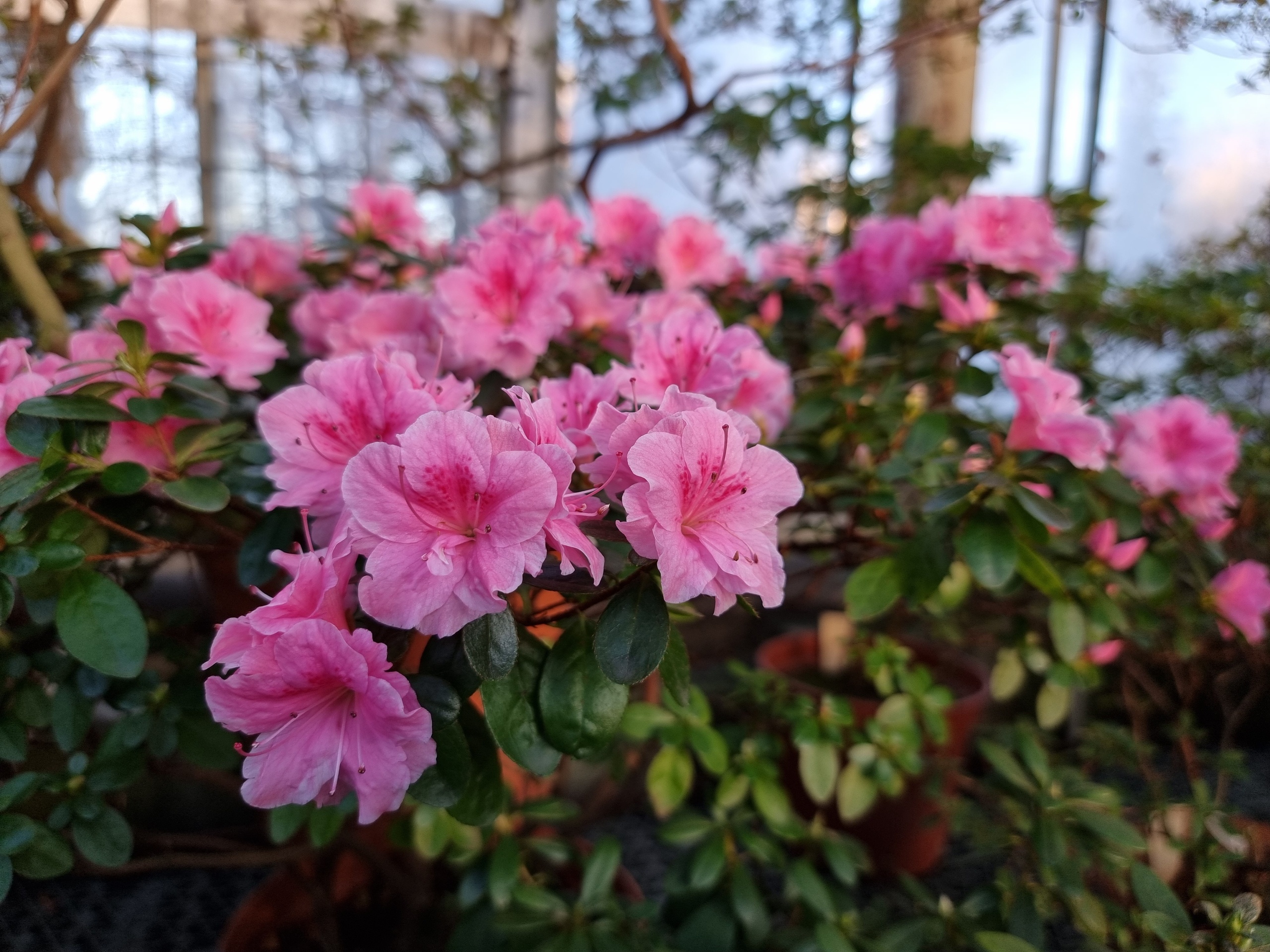 «Оттепель чувств» в Ботаническом саду подарит весну 5