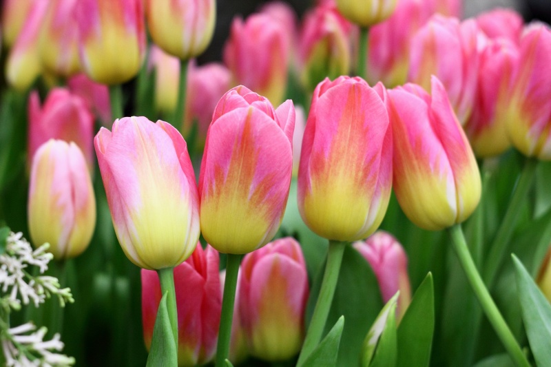 «Оттепель чувств» в Ботаническом саду достигнут «Сиреневой терапией» 