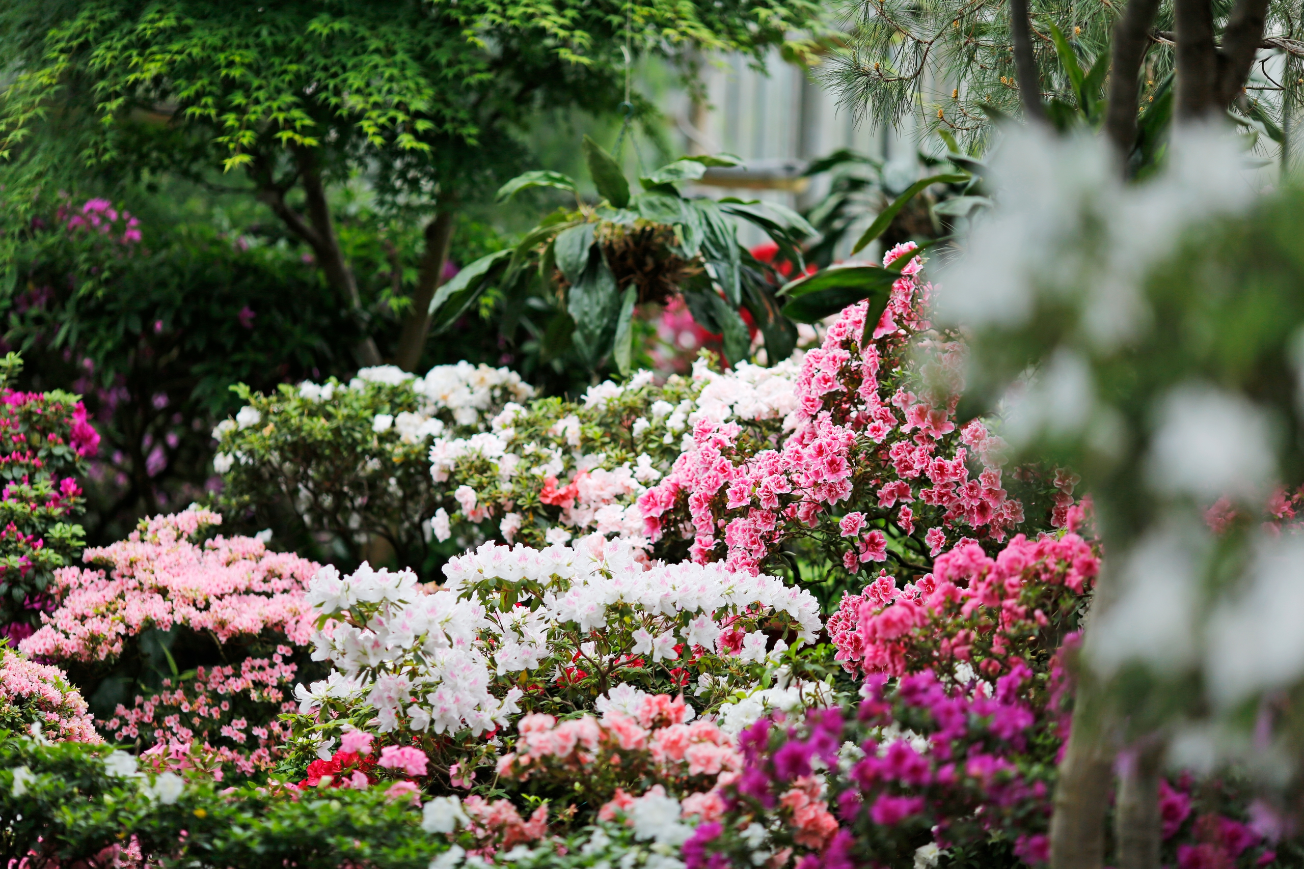 Ботанический сад Петра Великого сделает каникулы ботаническими6