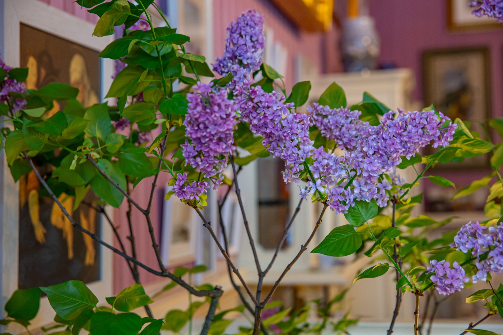 Обложка: Аромат сирени и миндаля наполнил «Царское Село» 