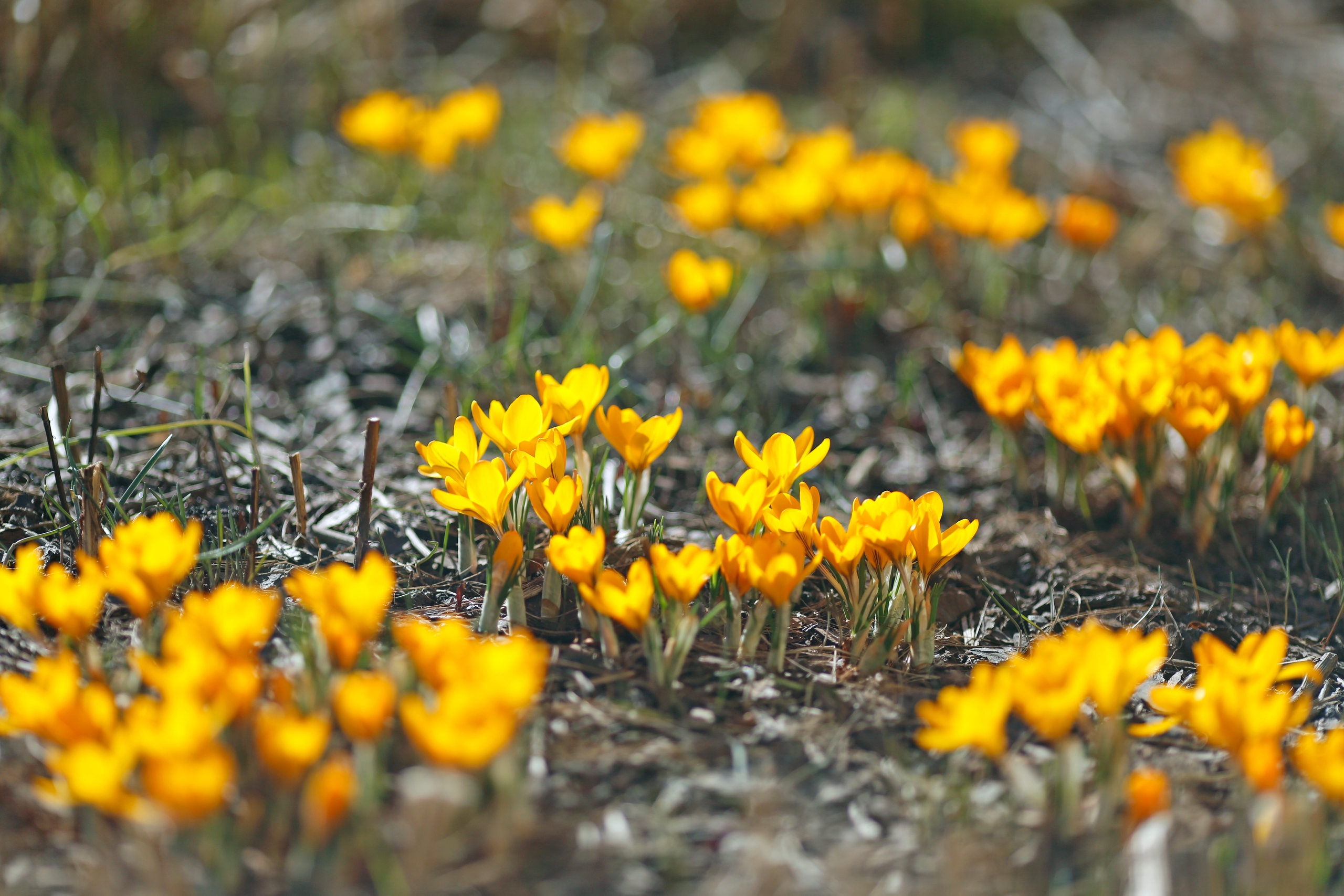 Ботанический сад Петра Великого сделает каникулы ботаническими4