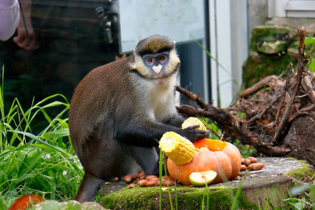 Фото: vk.com/spbzoopark. Правообладатель: Ленинградский зоологический парк. 4-0xAovIFu9-bbZW9kphw-AA4oQ8S9wS-qWMRbnywXQ9TyAgD5lYbVjPQ4Dwz_LCYrGWrTPZ-hT_eguJcTX6EwVq.jpg