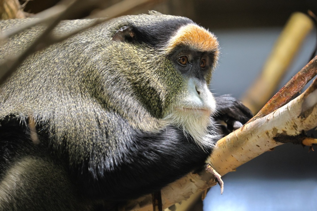 14 декабря в Ленинградском зоопарке состоится Международный день обезьян.