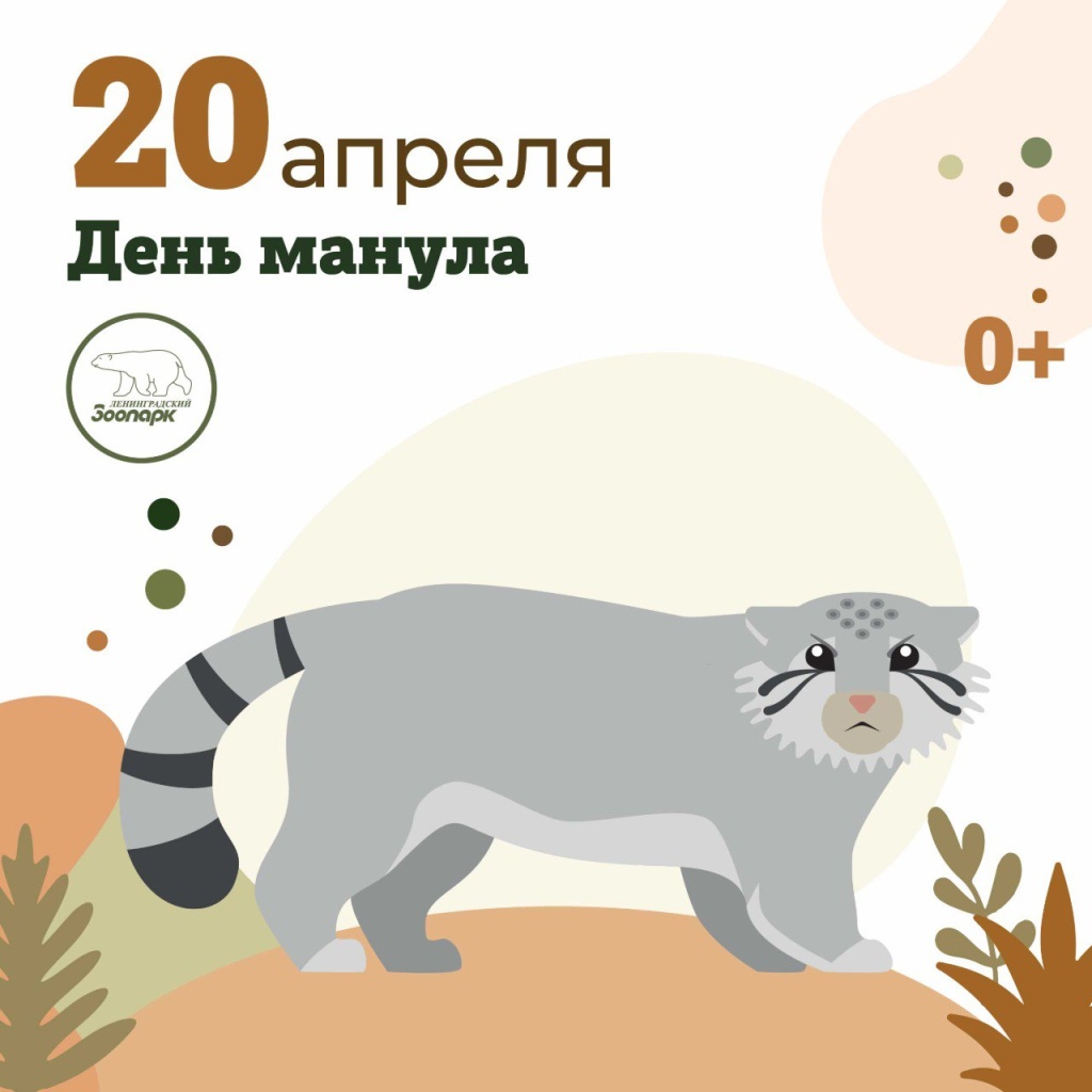 День Манула в Ленинградском зоопарке. День Манула в Ленинградском зоопарке.