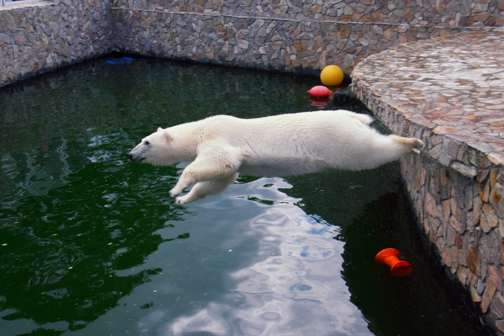 Источник: spbzoo.ru. thgxx9nlszxslqz77igq24e99p2fa03a.jpg