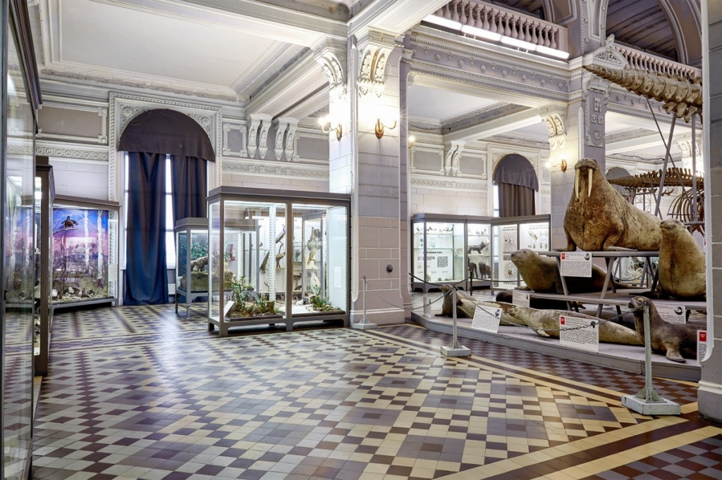 Правообладатель: Зоологический музей.