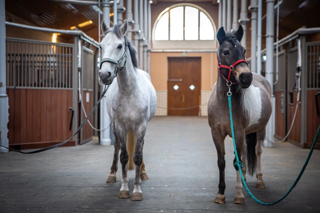 Теперь в музее два пони. 
