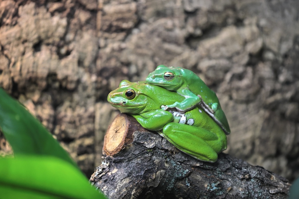 Гостей ждут редкие обитатели, которых обычно не увидишь на постоянной экспозиции. Гостей ждут редкие обитатели, которых обычно не увидишь на постоянной экспозиции.