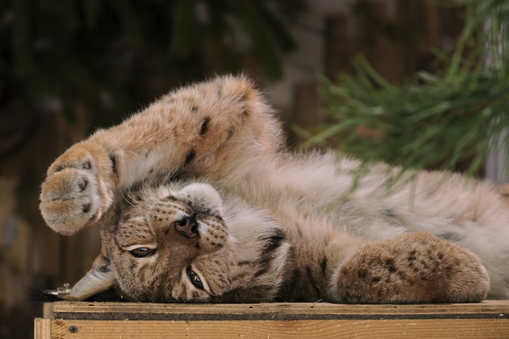 Фото: spbzoo.ru. Правообладатель: Ленинградский зоологический парк. dr4.jpg