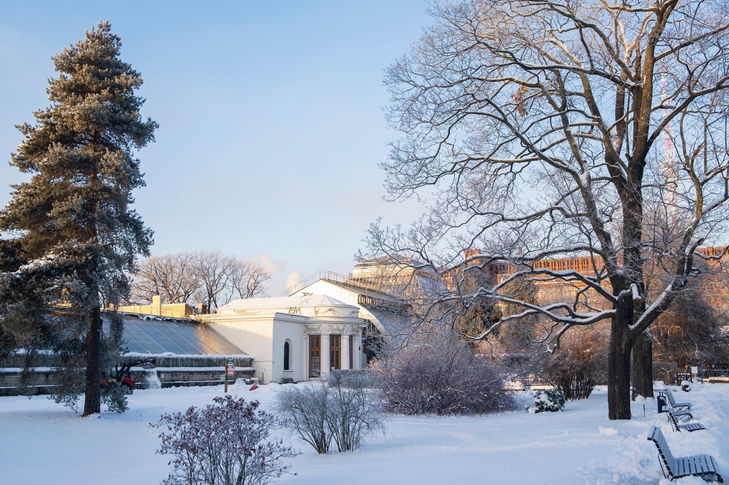 Правообладатель: Кира Чернова / пресс-служба Ботанического сада Петра Великого. Правообладатель: Кира Чернова / пресс-служба Ботанического сада Петра Великого.