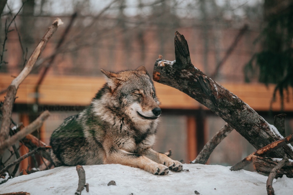 Фото: vk.com/spbzoopark.