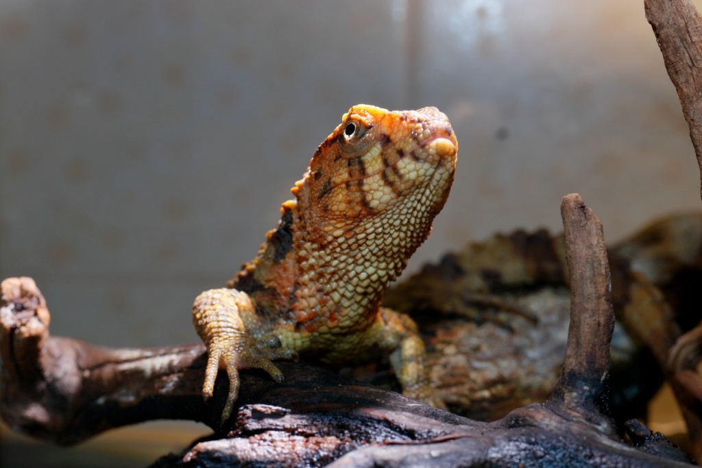 В павильоне «Экзотариум» Ленинградского зоопарка открылась временная выставка «Индейцев путь – познать природы суть!». В павильоне «Экзотариум» Ленинградского зоопарка открылась временная выставка «Индейцев путь – познать природы суть!».