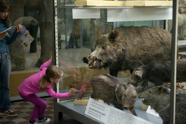 Фестиваль «Детские дни». Мероприятие в Зоологическом музее. Фото предоставлено пресс-службой фестиваля «Детские дни». Автор: Марина Перцева. Правообладатель: оргкомитет фестиваля. 