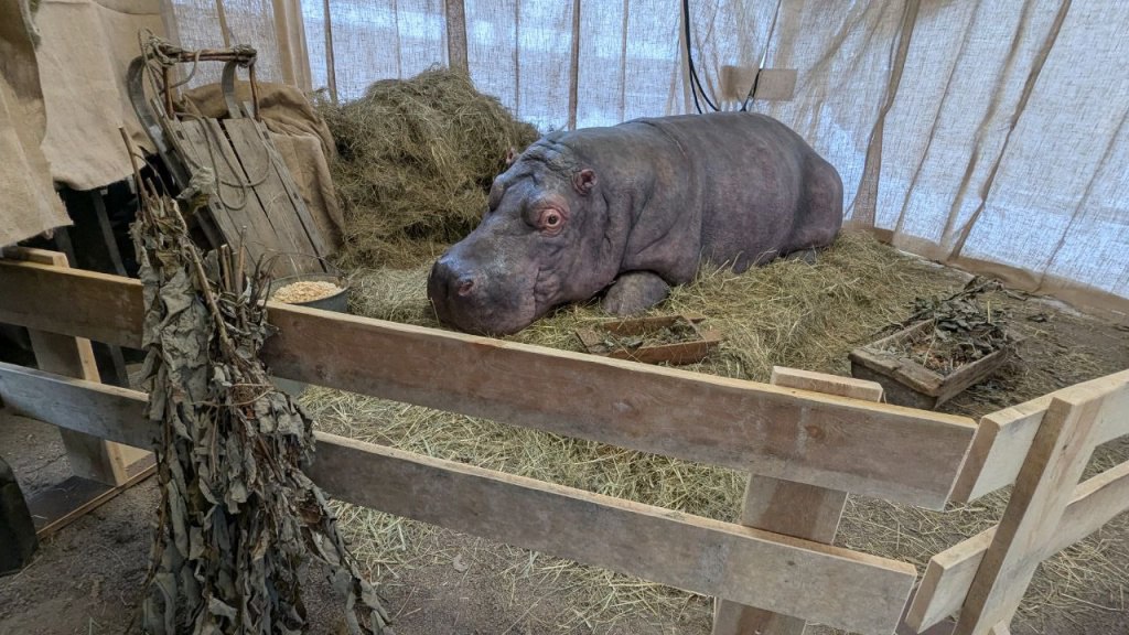 «Внимание! В кадре блокадный Зоосад».