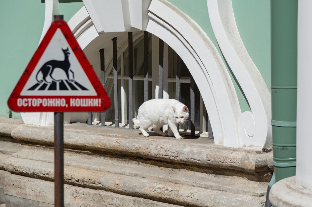 День Эрмитажного кота – праздник, который стал прекрасной и доброй традицией музея. 