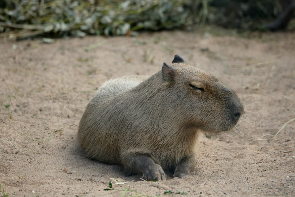 Фото: vk.com/spbzoopark. Правообладатель: Ленинградский зоологический парк. ZYFABvb4UpOcQswDi9qix15Mt-8sQsIW697jL8k75rz2nH4N3-PJQc-Q4qafLNX3H7KYiGxM5IMQXt-mo1qjUXRK.jpg