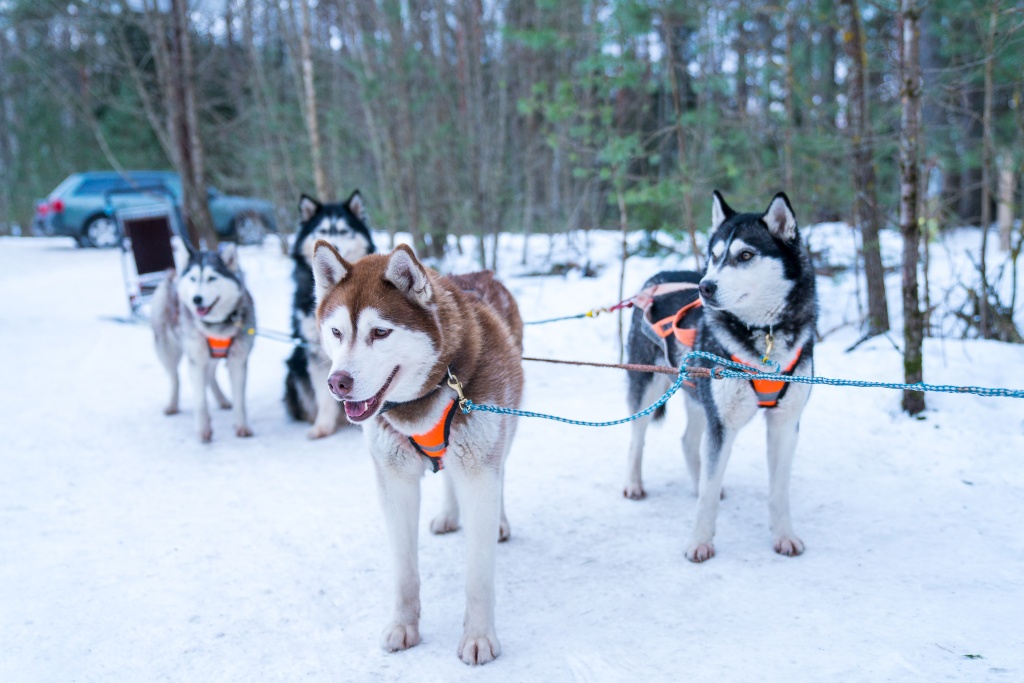 <a href="https://ru.freepik.com/free-photo/selective-focus-closeup-of-a-group-of-husky-sled-dogs-in-the-snow_13319546.htm#query=dog%20winter%20sled%20team&position=0&from_view=search&track=ais">Изображение от wirestock</a> на Freepik
