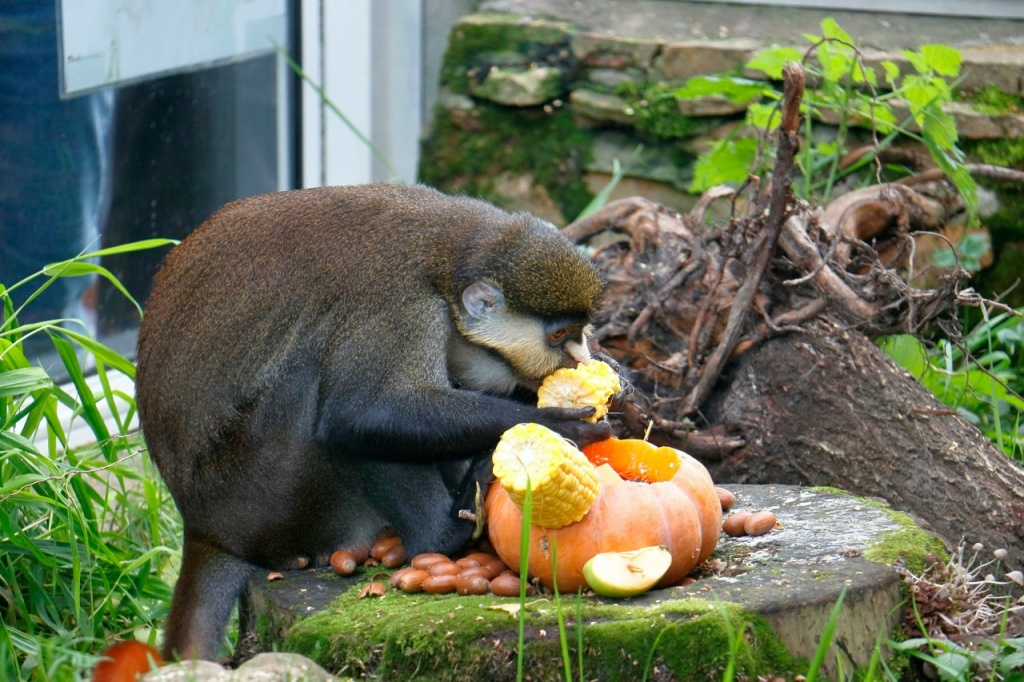 Фото: vk.ru/spbzoopark. Правообладатель: Ленинградский зоологический парк. lM-X5o9JjD78qvpwcz95NblytpwFVCvZHAjNXE39acXqP3Y2qWVJbt1xY4pF2sThuSaaEqIq-V5HCP5fi0yKkOxb.jpg