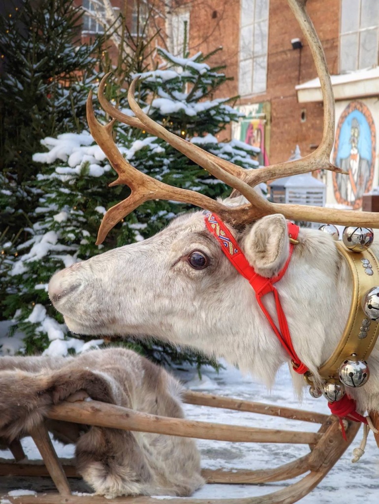 Вот ты какой, северный олень!