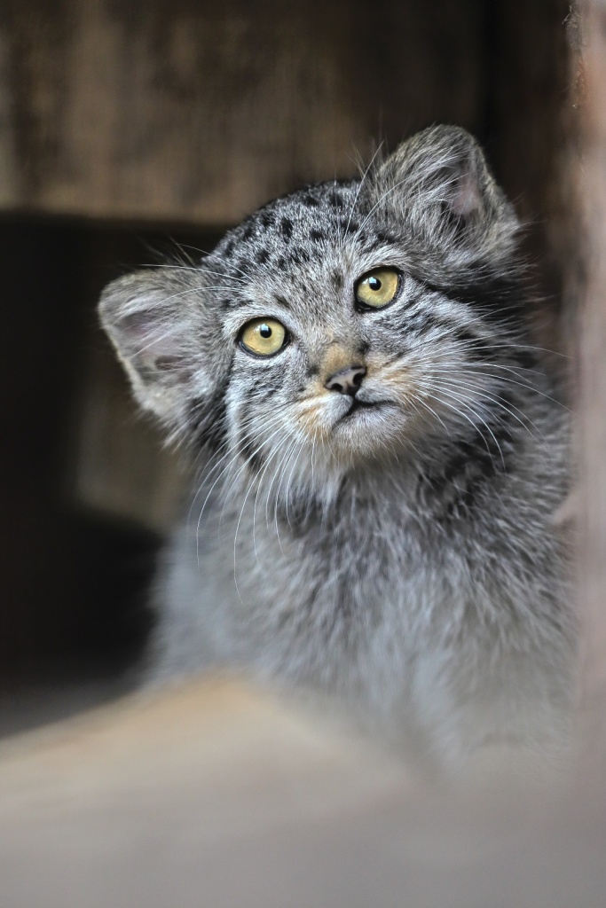 Фото: spbzoo.ru. Правообладатель: Ленинградский зоологический парк. 2026-07-23_002.jpg
