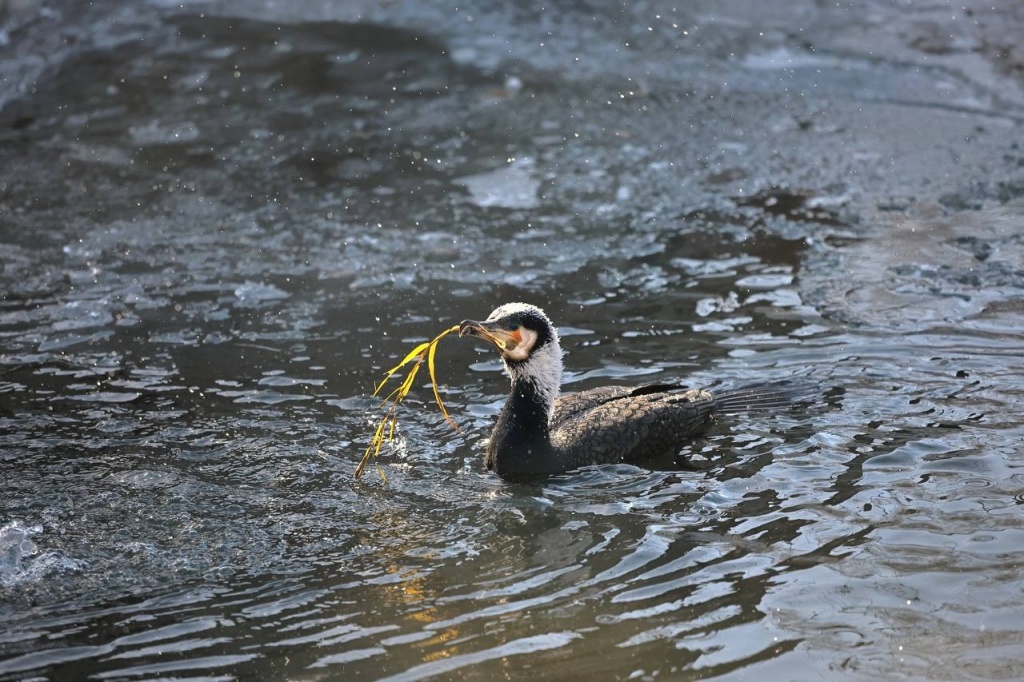 «Жизнь у воды».