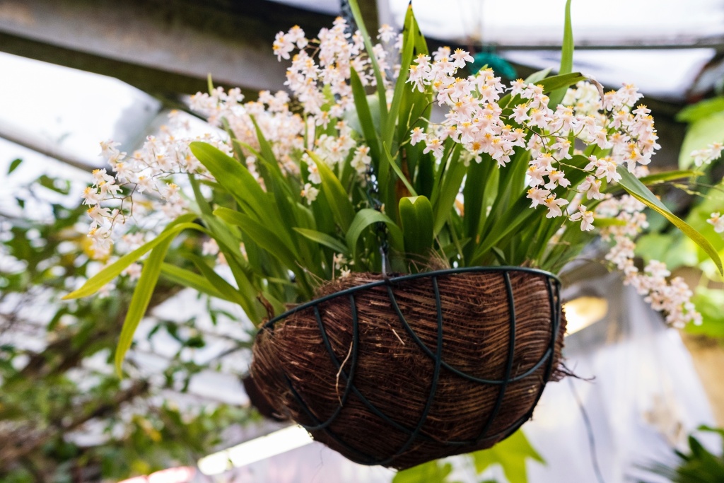 Правообладатель: Кира Чернова / пресс-служба Ботанического сада Петра Великого. Правообладатель: Кира Чернова / пресс-служба Ботанического сада Петра Великого.