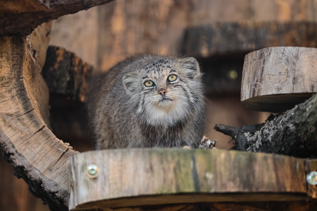 Правообладатель: Ленинградский зоопарк. Правообладатель: Ленинградский зоопарк.