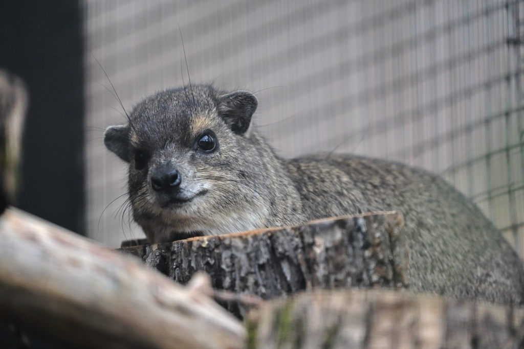 Фото: spbzoo.ru. Правообладатель: Ленинградский зоологический парк. 2026-07-28_096.jpg