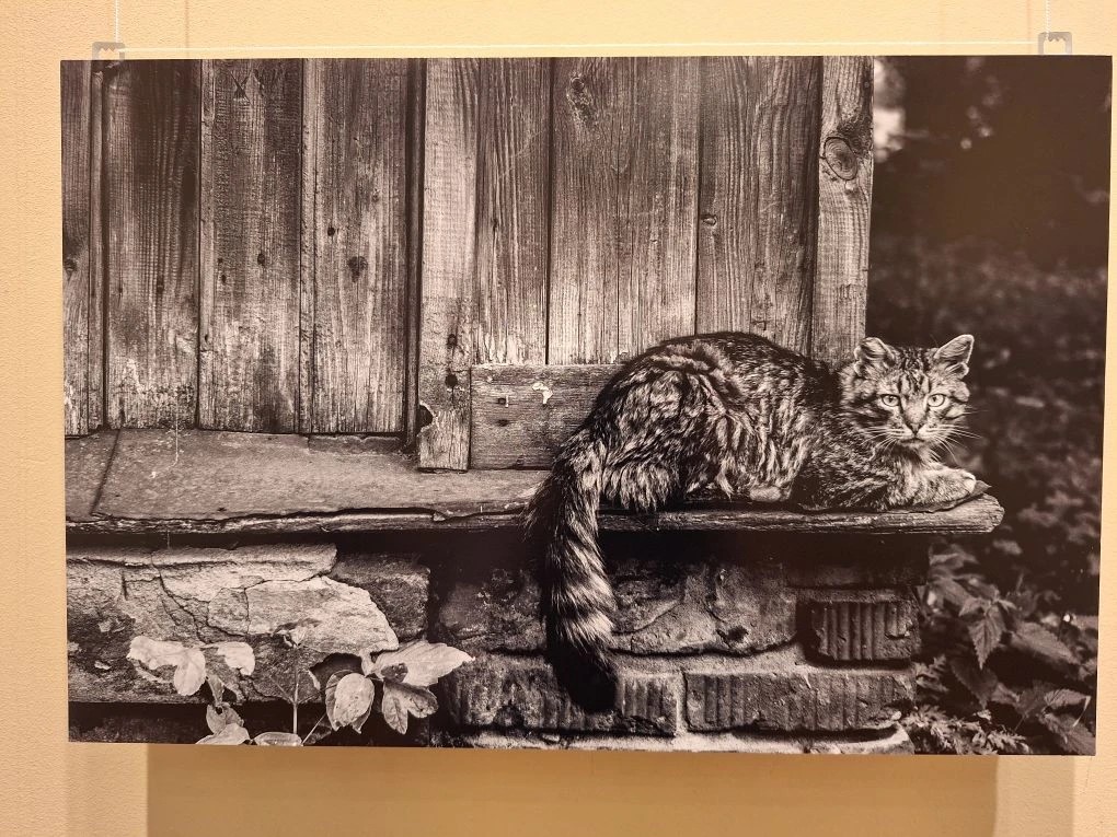 Андрей Богатырев, «Кот около старого дома». Предоставлено пресс-службой ГМИ СПБ. 