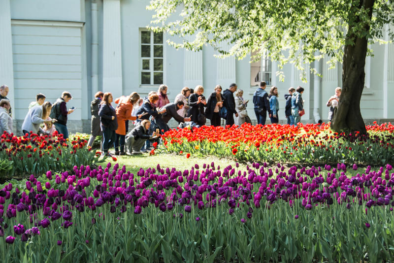 Фестиваль тюльпанов на Елагином острове в 2021. Фото: Ирина Иванова